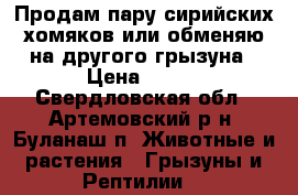 Продам пару сирийских хомяков или обменяю на другого грызуна › Цена ­ 500 - Свердловская обл., Артемовский р-н, Буланаш п. Животные и растения » Грызуны и Рептилии   